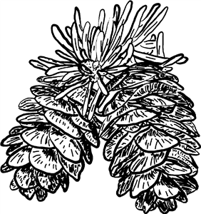 Pine Cones