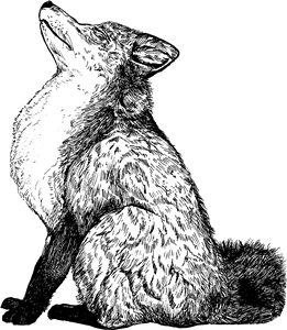 Stretching Fox