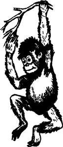 Orangutan Infant