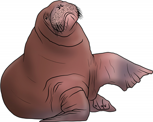 Female Walrus