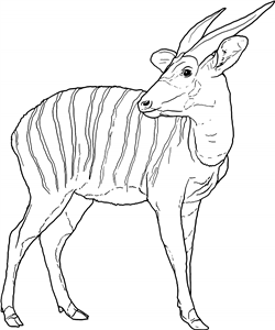 Bongo Antelope