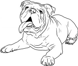 English Bulldog