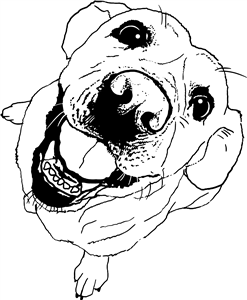 Labrador Looking Up