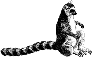 Ring Tailed Lemur