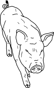 Pig