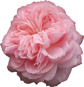 Pink Peony