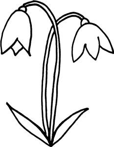 Snowdrops