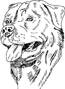 Rottweiler Head