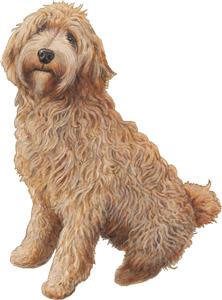 Labradoodle