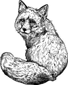 Fluffy Fox