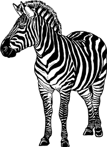 Zebra
