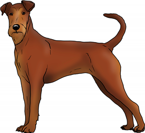 Irish Terrier
