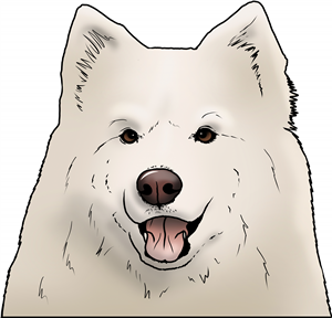 Samoyed