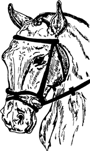 Horse In Bridle