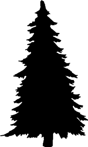Silhouetted Pine Tree
