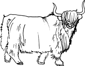 Highland Cow