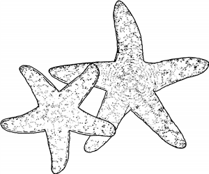 Starfish