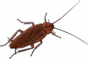 Cockroach