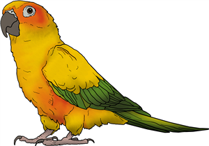 Sun Conure Bird