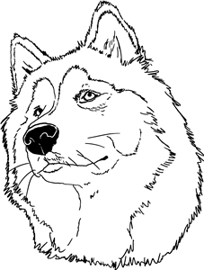 Husky Dog Head