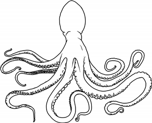 Octopus