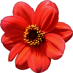 Red Flower