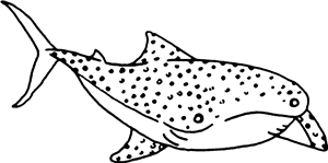 Whale Shark