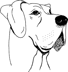 Great Dane Head