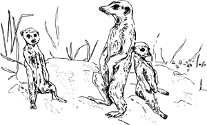 Three Meerkats