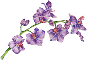 Purple Orchid Branch