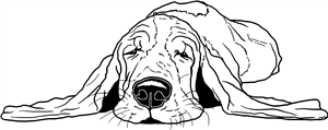 Sleepy Basset Hound
