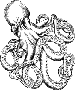 Sketched Octopus