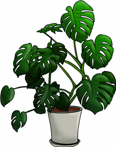 Monstera House Plant