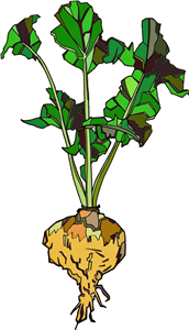 Turnip