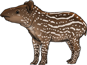 Baby Tapir