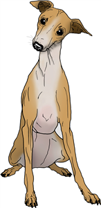 Italian Greyhound