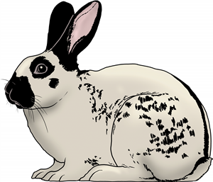 English Spot Rabbit