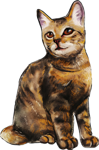 Tabby Cat