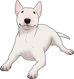 Cute Bull Terrier