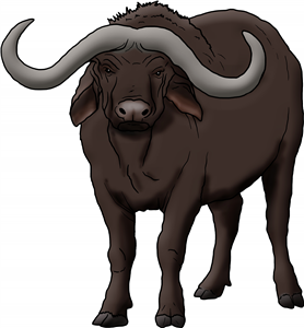 Angry African Buffalo