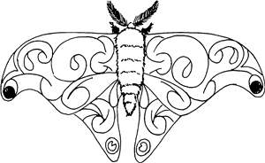 Moth