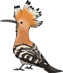 Eurasian Hoopoe Bird
