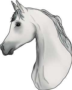 White Arabian Horse Head