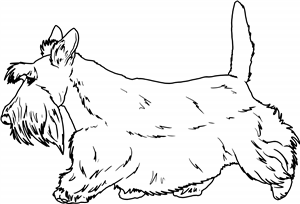 Walking Scottish Terrier