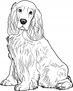 Cocker Spaniel