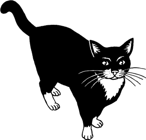 Curious Cat