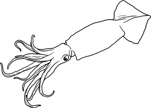Squid