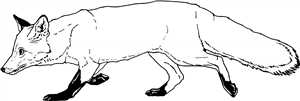 Walking Fox