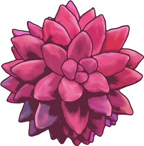 Pink Succulent