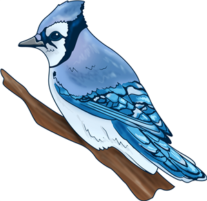 Blue Jay